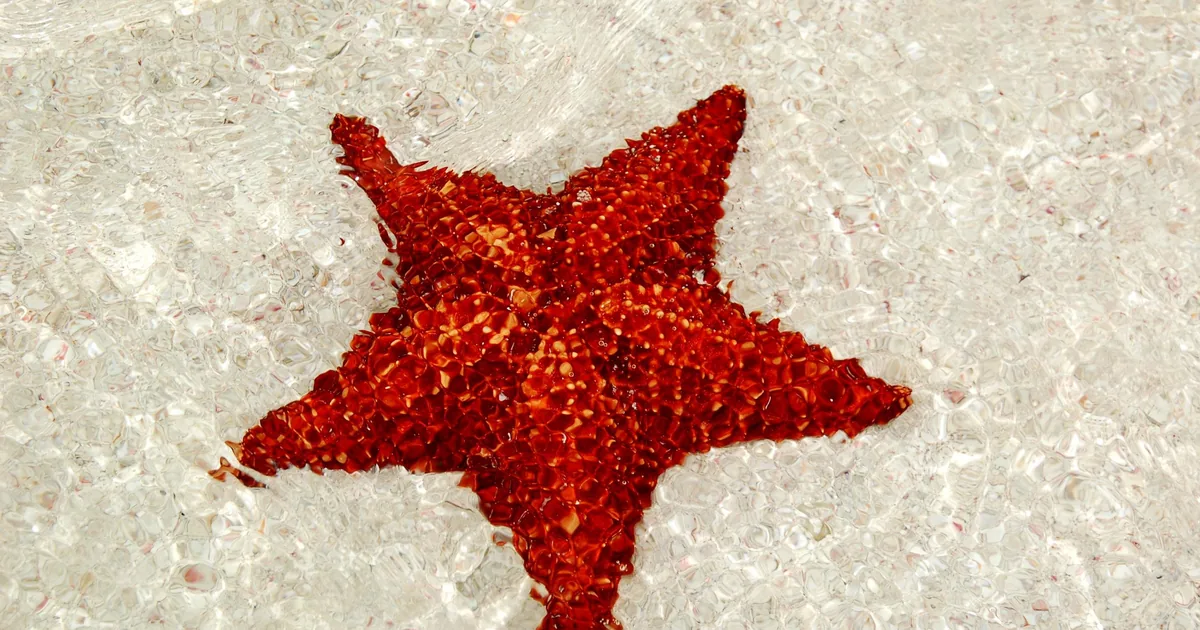 A red cushion starfish lying on white sand under clear shallow water